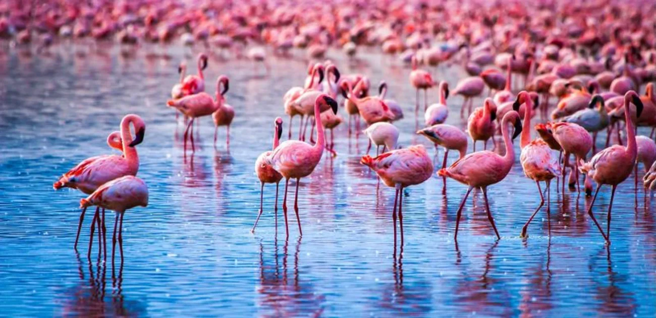 Lake Nakuru Guide